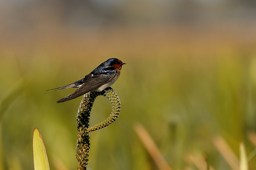 Lone swallow
